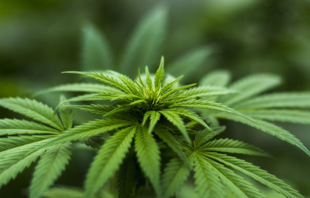 cbd-for-pain