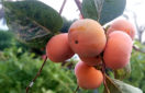 grow-health-tv