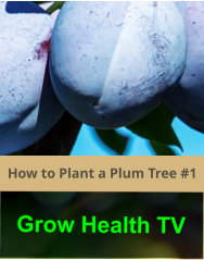 How to Plant a Plum Tree #1