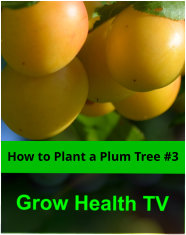 How to Plant a Japanese Plum Tree