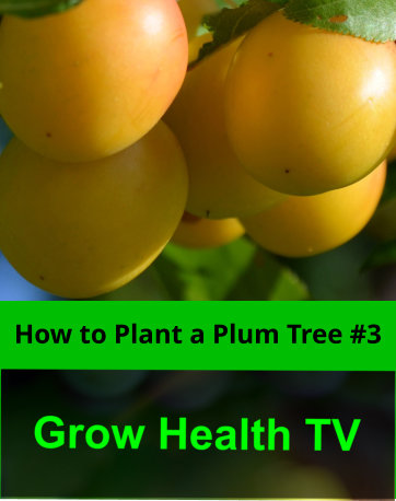 How to Plant a Plum Tree #3