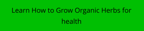 Learn How to Grow Organic Herbs for health