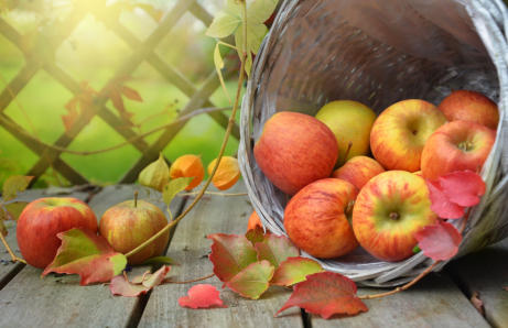 grow-organic-fruit-trees-for-health