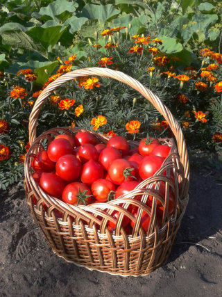 grow-organic-vegetables-for-health