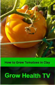 How to Grow Tomatoes in Clay