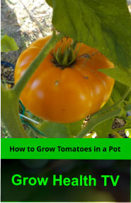 How to Grow Tomatoes in a Pot