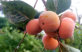 grow-health-tv
