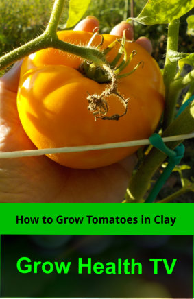 How to Grow Tomatoes in Clay Soil