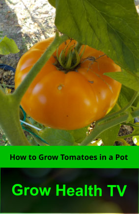 How to Grow Tomatoes in a Pot