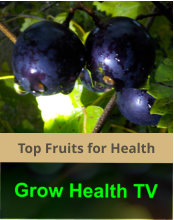 Top Fruits for Health