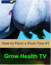How to Plant a Plum Tree #1