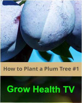 How to Plant a Plum Tree