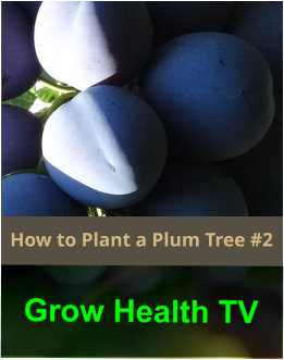 How to Plant a European Plum Tree