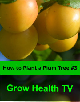 How to Plant a Japanese Plum Tree