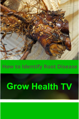 How_to_Identify_Diseased_Apple_Tree_Roots