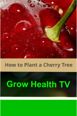 How_to_Plant_a_Cherry_Tree