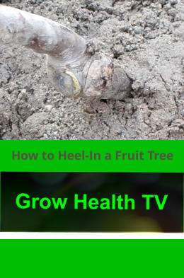 How to Heel-In a Fruit Tree