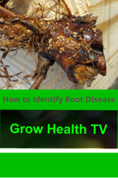 How_to_Identify_Diseased_Apple_Tree_Roots