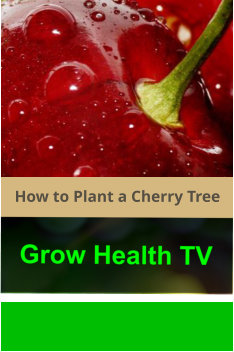 How_to_Plant_a_Cherry_Tree