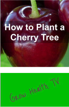 how-to-plant-a-cherry-tree