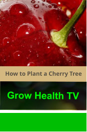 How_to_Plant_a_Cherry_Tree