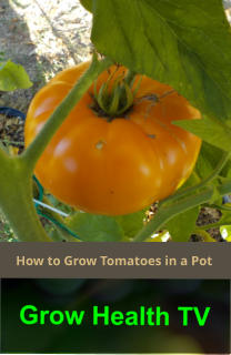 How to Grow Tomatoes in a Pot