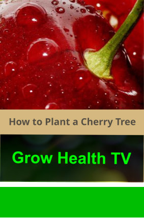 How_to_Plant_a_Cherry_Tree