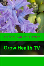 Vibrant Hyacinth Flowers