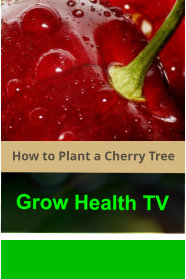 How_to_Plant_a_Cherry_Tree