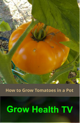 How to Grow Tomatoes in a Pot