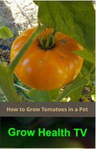 How to Grow Tomatoes in a Pot