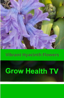 Vibrant Hyacinth Flowers