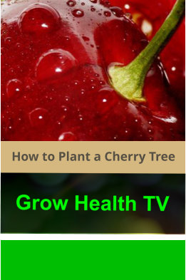 How_to_Plant_a_Cherry_Tree