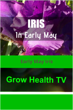 Early May Iris