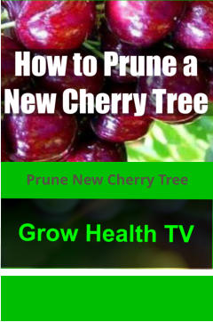 Prune New Cherry Tree