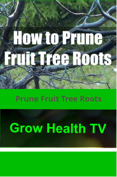 Prune Fruit Tree Roots