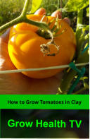 How to Grow Tomatoes in Clay