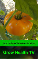 How to Grow Tomatoes in a Pot