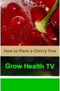 How_to_Plant_a_Cherry_Tree