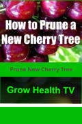 Prune New Cherry Tree