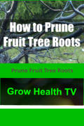 Prune Fruit Tree Roots
