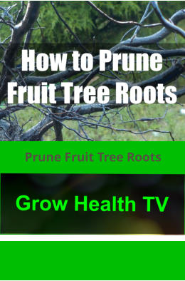 Prune Fruit Tree Roots