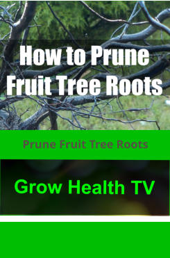 Prune Fruit Tree Roots