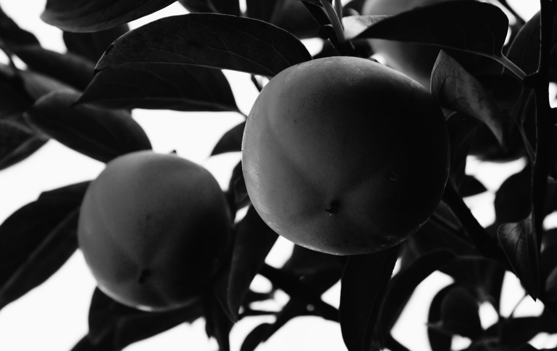 grow-health-tv