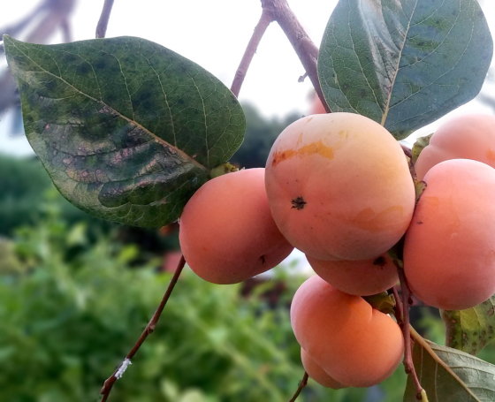 persimmon-fruit