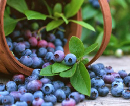 nutrition-health-benefits