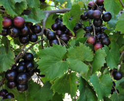 muscadine-grape
