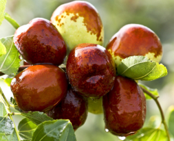 jujube-fruit