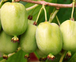 health-benefits-fruit