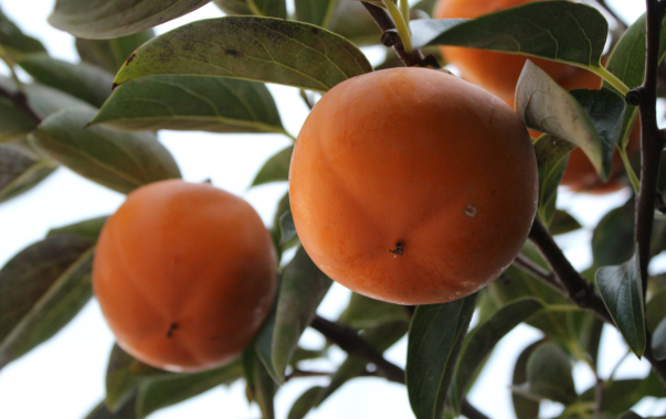 growing-organic-food